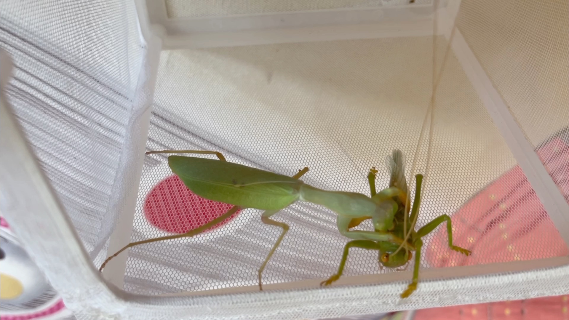 线纹巨螳捕食过马山