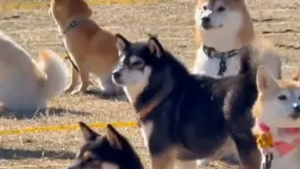 柴犬大战一触即发