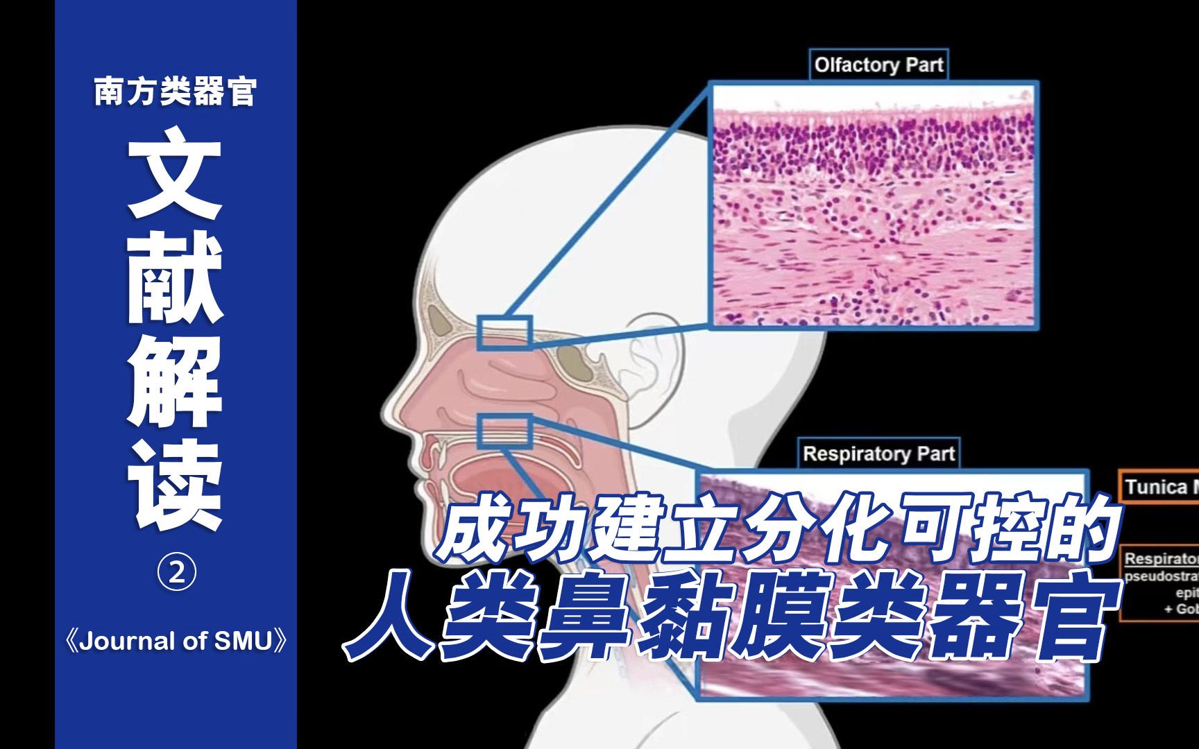 [图]【文献解读02】南医大学报 | 成功建立分化可控的人类鼻黏膜类器官