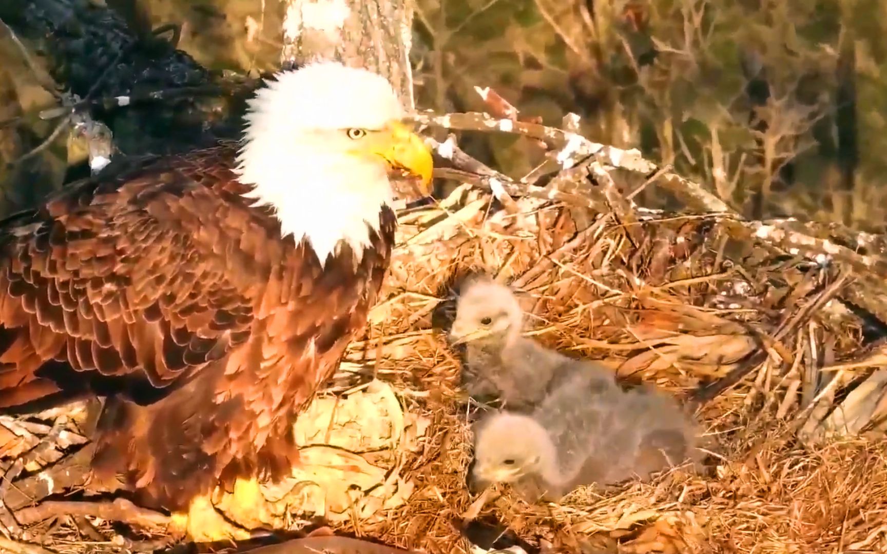活动作品两只小鹰饿了迫不及待等鹰妈喂食
