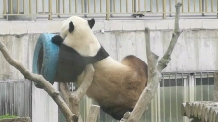 〔大熊猫〕我们虎虎每天营业内容都创新,绝对是熊猫界的最佳男演员.因为网站后台原因弹幕和评论可能需要隔天刷视频才可以发布成功哔哩哔哩bilibili