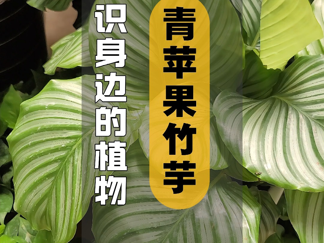 植物科普 I 青苹果茱萸哔哩哔哩bilibili