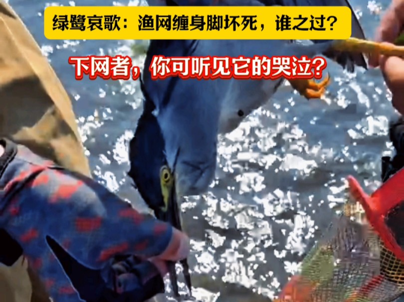 野保志愿者发现一只绿鹭的爪子被渔网缠住多时,已经坏死!满河是网,让这些水鸟怎么活?#野生动物保护 #沈阳野保哔哩哔哩bilibili