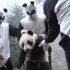 大熊猫野化放归，竟然要穿这么搞笑的服装