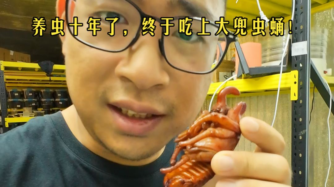 满足自己好奇心，大兜蛹是什么味道？