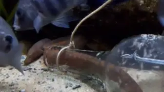 三湖小妙招，居然这么喂坦蛇