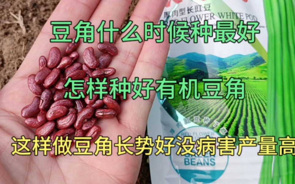 豆角什么时候种好?怎样种好豆角?这样做豆角长势好没病害产量高哔哩哔哩bilibili