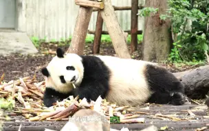 Скачать видео: 大熊猫淼淼，六水贵妃造成路堵了