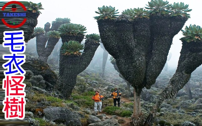 [图][TOP2]数个活在异界的巨大"外星"植物 | 60年只开一次花的"生命之花" | 深山里穿毛衣的巨大怪物丨搬运