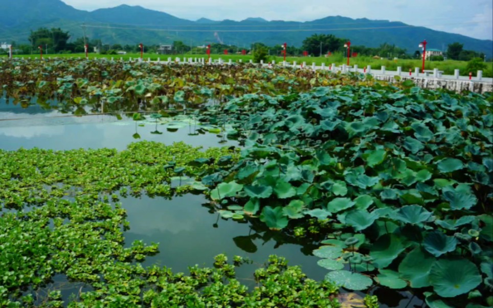 [图]夏末初秋的南国乡野，清新自然的田园风光