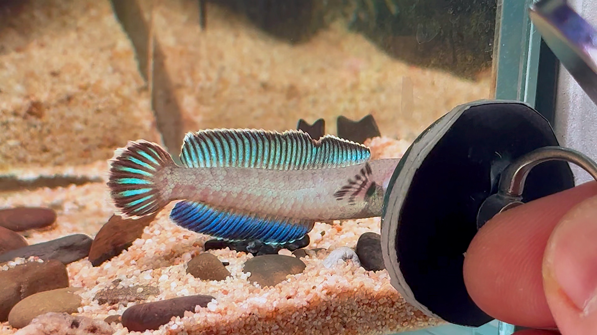 巨帆奶茶苗,68起双包.选鱼看主页 #雷龙鱼 #奶茶雷龙