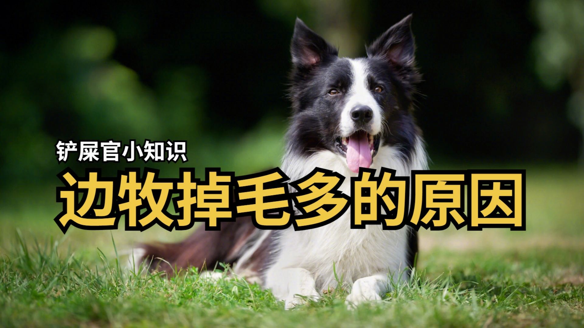 边牧掉毛多的原因