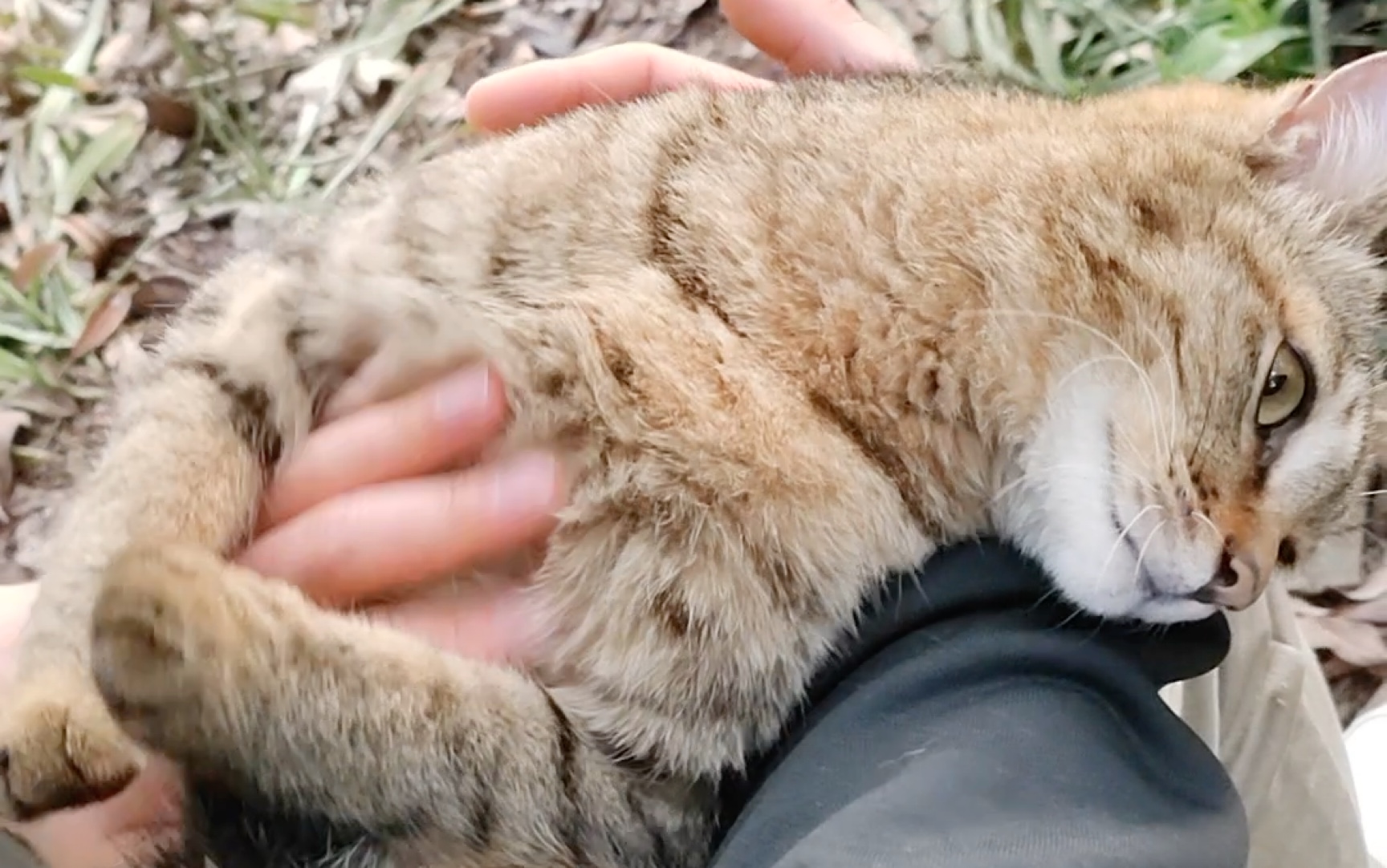 小猫咪壮壮的两幅面孔,喜欢男生摸摸不喜欢女生摸摸!