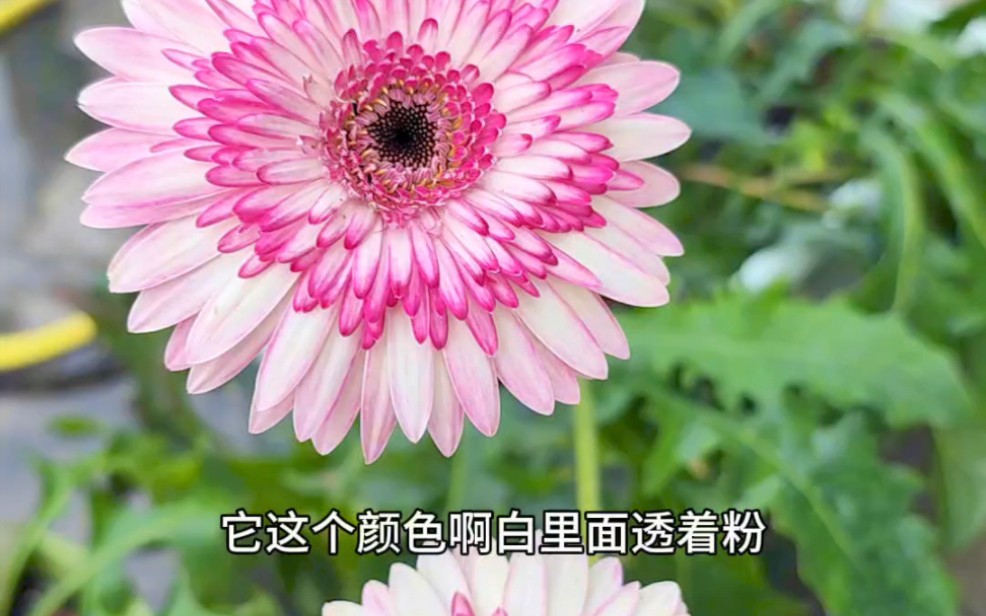 四季开花的扶郎花,换个大花盆一年四季开花不断哔哩哔哩bilibili