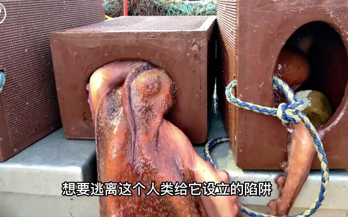 纪录片大海捕鱼图片