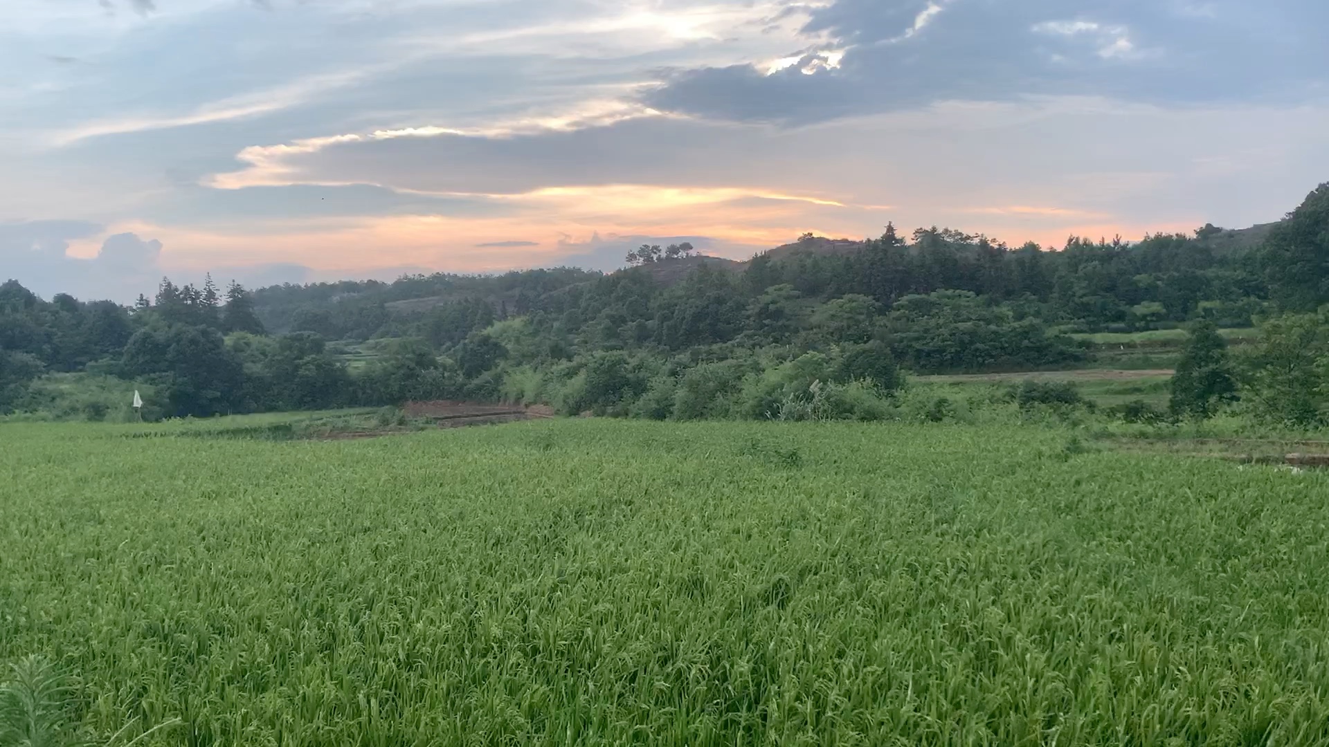 [图]【乡间的小路】夏天的傍晚走在田埂上