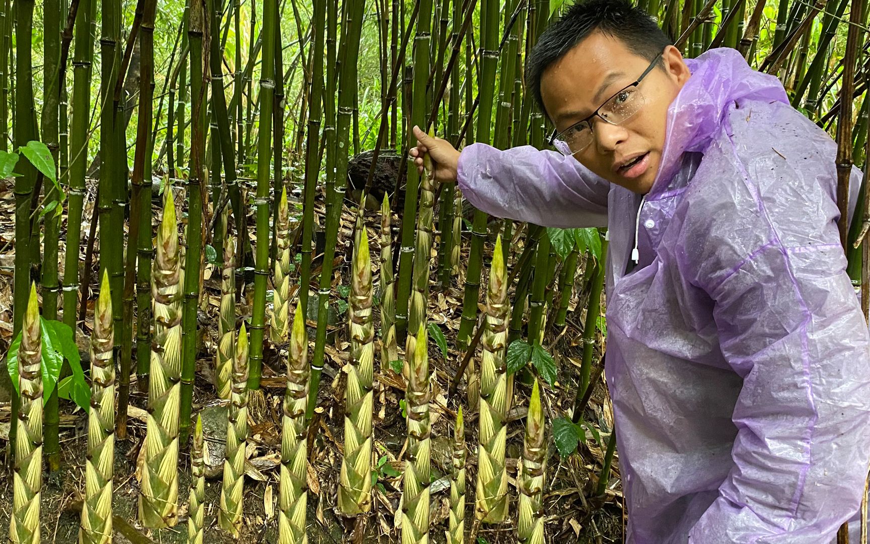 暴雨过后野笋疯长,全都是大个头的新笋子,这样拔笋才叫做过瘾