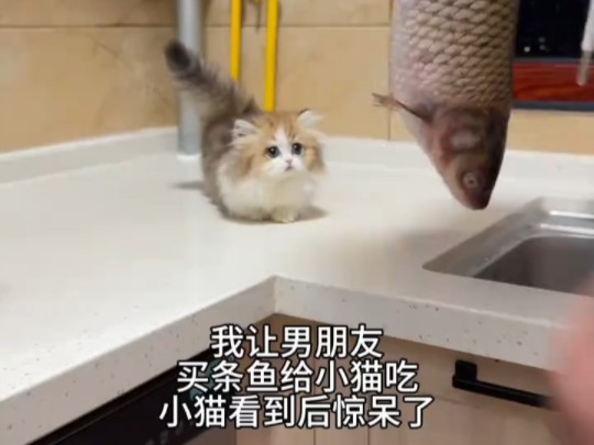 米努特矮脚猫吃鱼被鱼拍了两下怕了哔哩哔哩bilibili