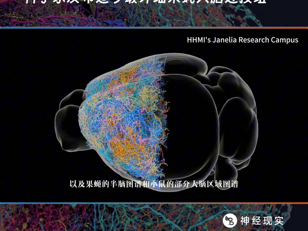 我们离绘制完整大脑图谱更近一步?科学家发布迄今最详细果蝇脑连接组哔哩哔哩bilibili