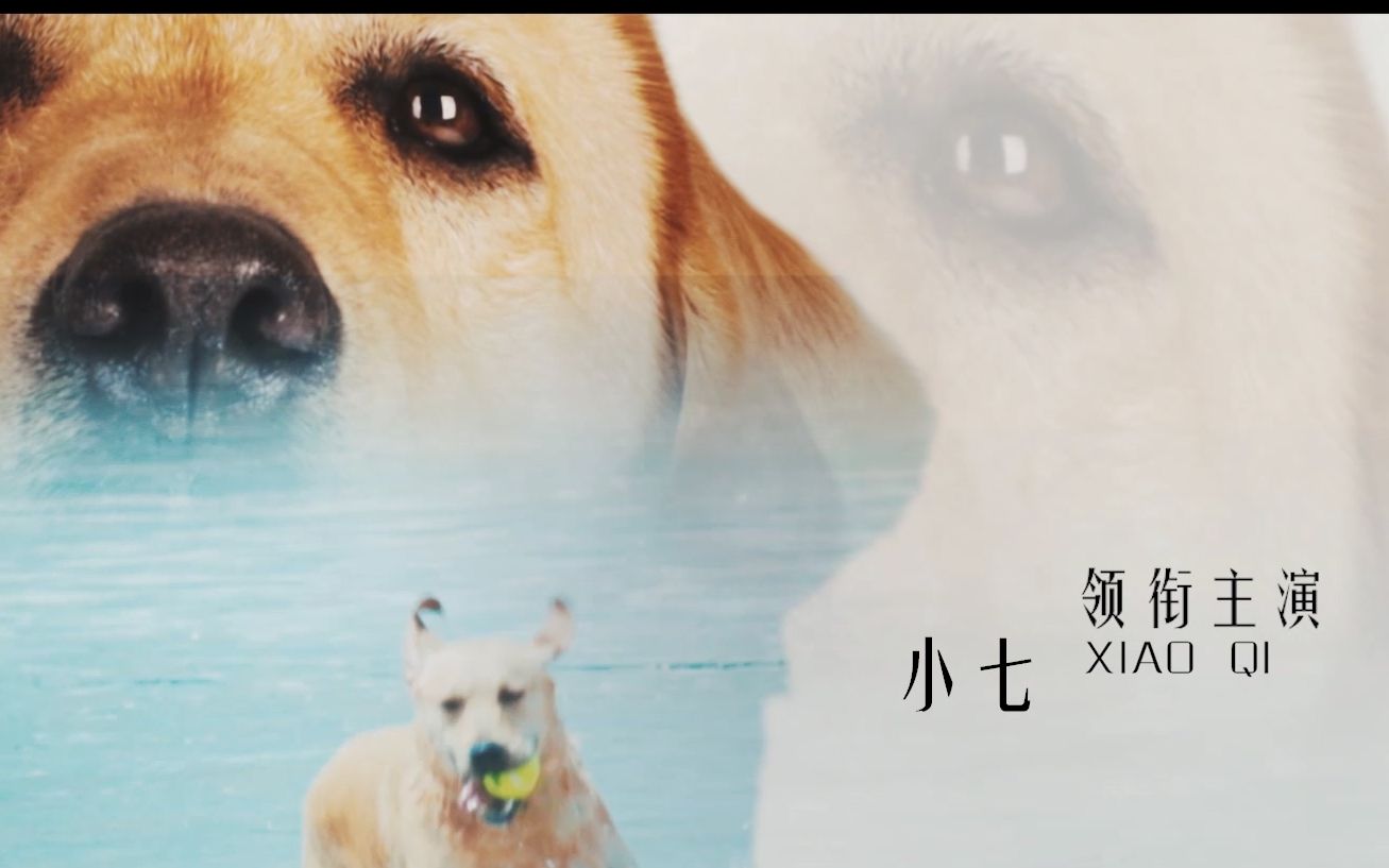 [图]2017超清宽幅预告《神犬小七》第三季