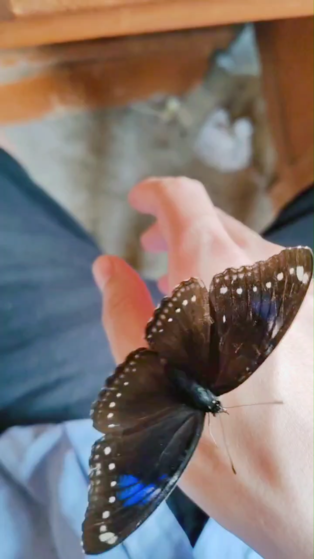 我真是个招蜂引蝶的男人