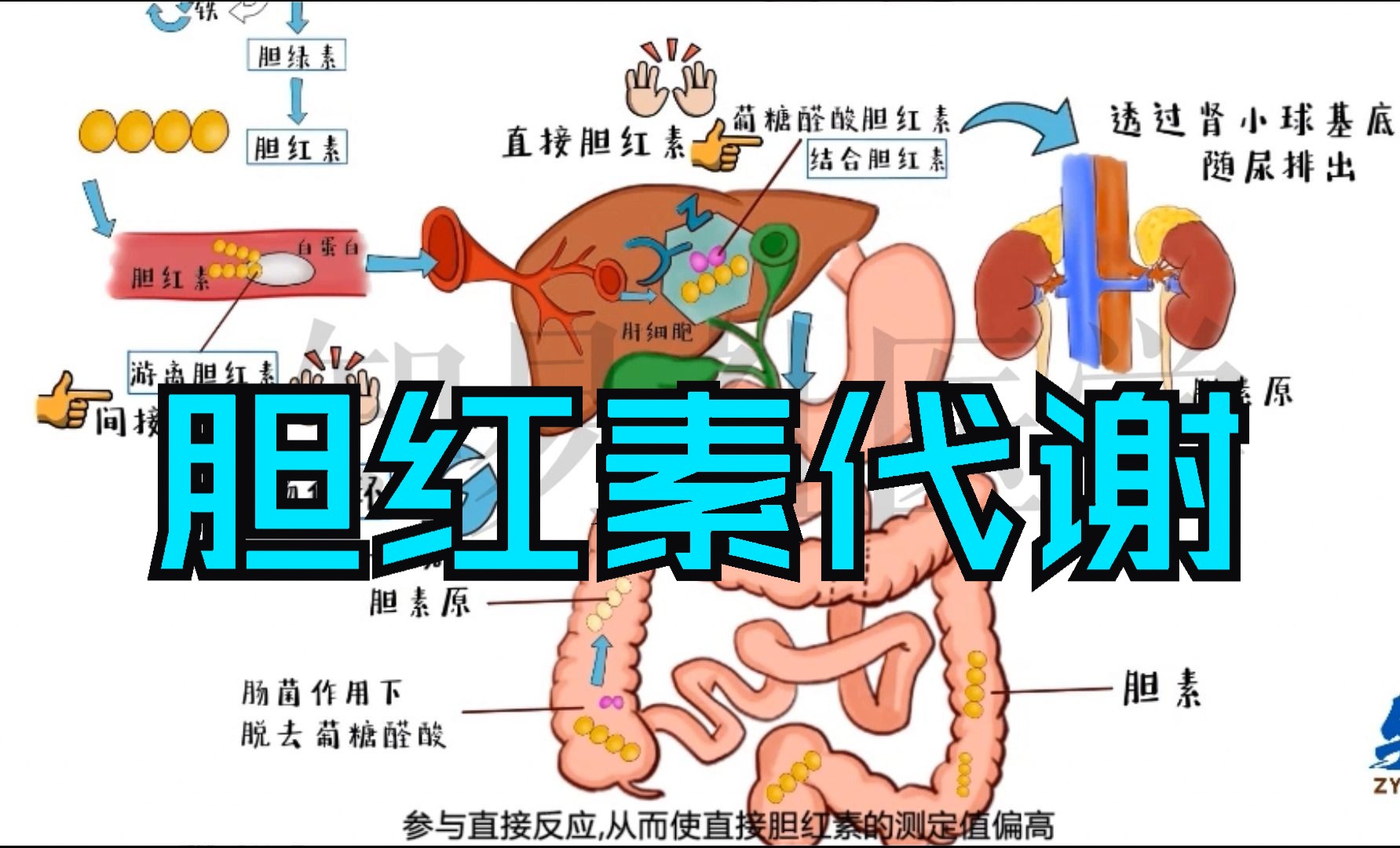 医学带背 胆红素代谢过程哔哩哔哩bilibili