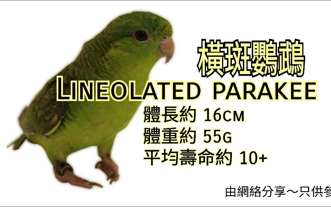 鹦鹉品种分享介绍 ~横斑鹦鹉 (Lineolated parakee)哔哩哔哩bilibili