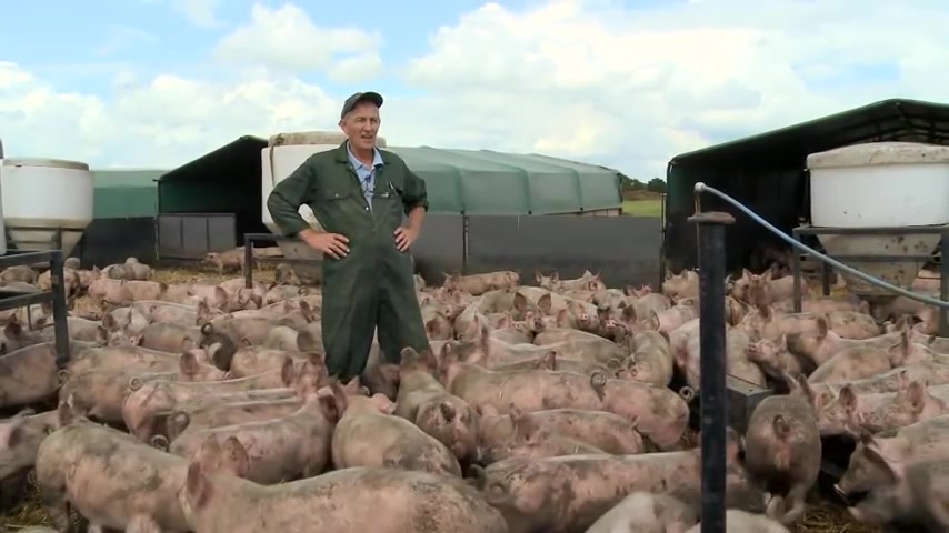 英国农场:约克夏猪的一生,从出生到配种 Yorkshire Pigs, born and bred哔哩哔哩bilibili