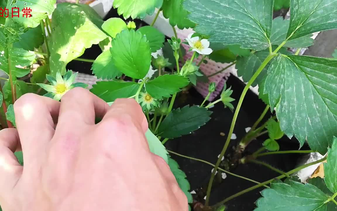 种植草莓 疏花疏果别心疼 后期会有大果子吃 超开心