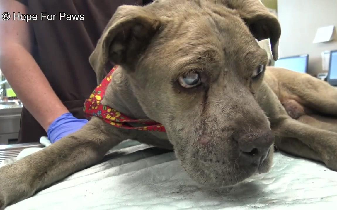 猫叔翻译学英语-等待救援的瞎眼老狗,洗完会变色哦