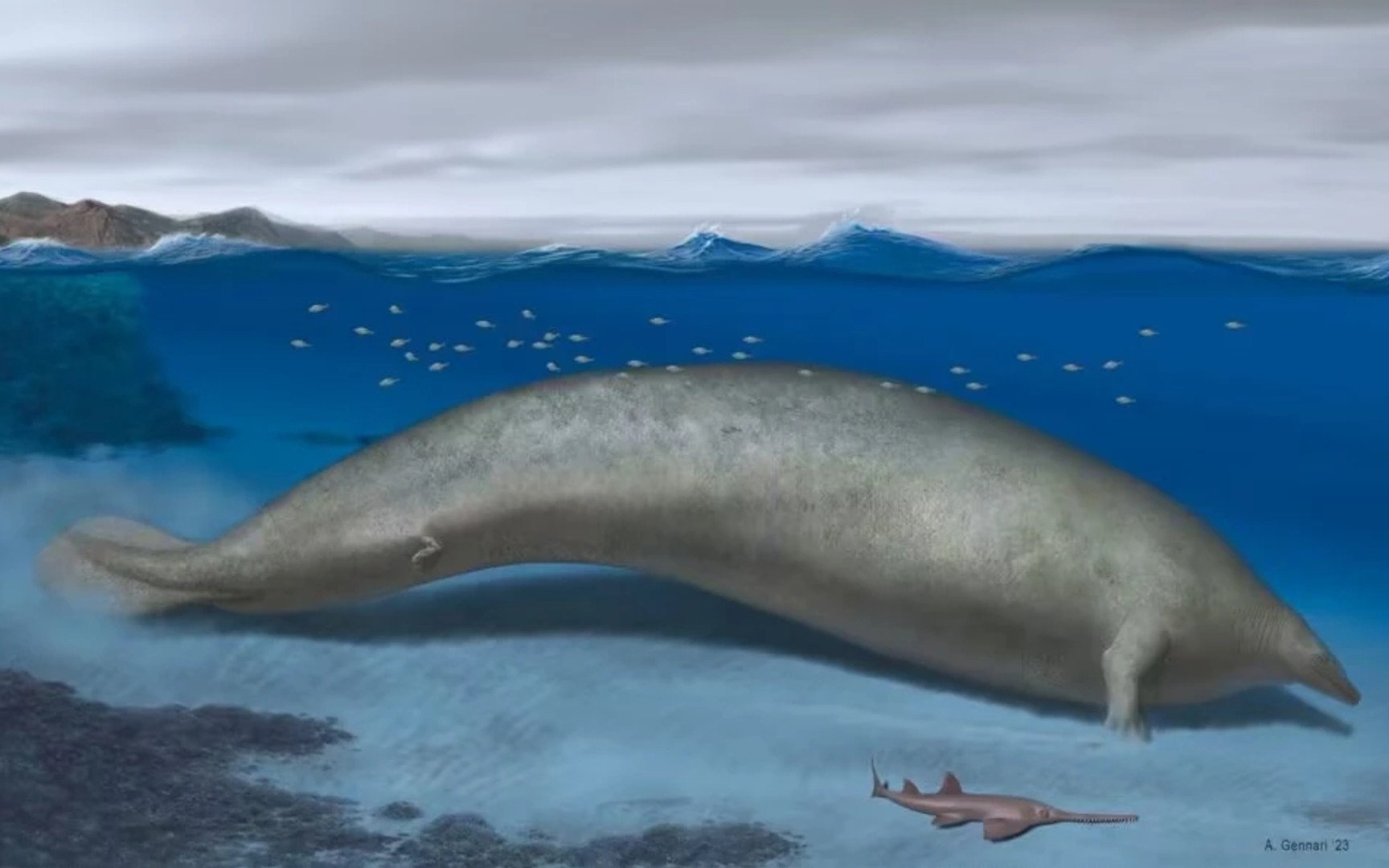 8月新发现可能比蓝鲸还大的生物巨像秘鲁鲸(perucetuscolossus)