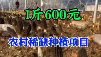 下载视频: 1斤卖600元，15亩地3个月入账70万，来钱快真快，看懂今年种