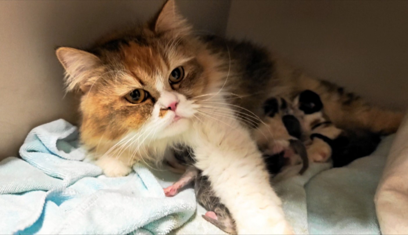 拆猫咪盲盒啦 妈妈长毛三花 爸爸蓝双布偶猫