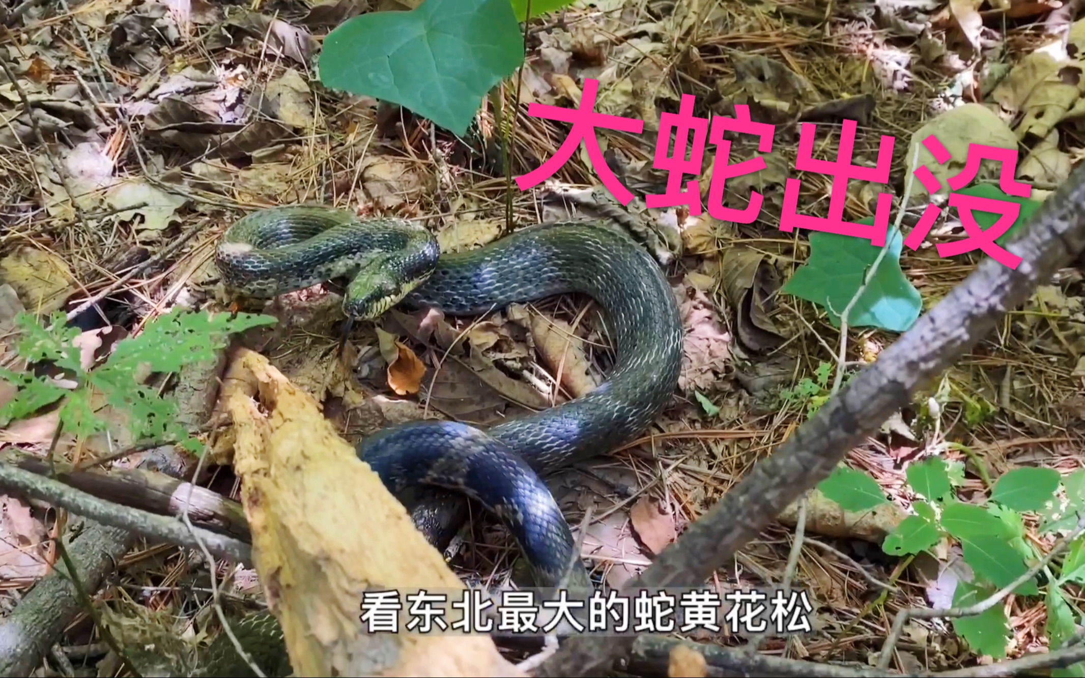 通化玉皇山大蛇图片