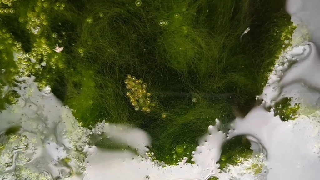 观背青鳉 翻个身 能看到吗