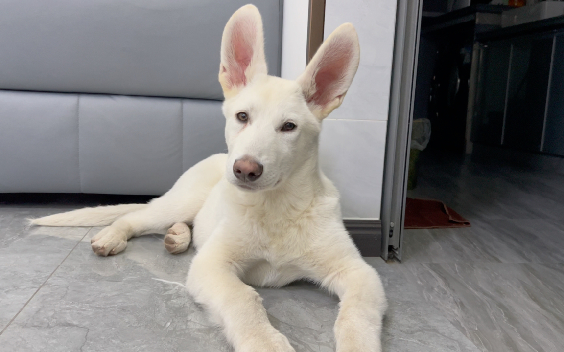 年糕小狗狗的脑袋歪得越来越厉害了