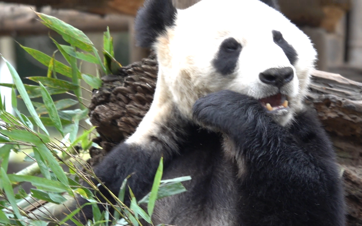【大熊猫华美】吃个饭把脸都遮住了的华美