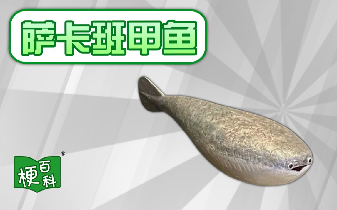 【梗百科】薩卡班甲魚是啥梗?