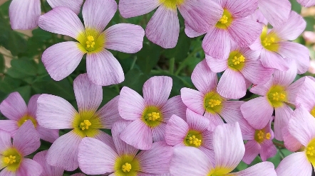 酢浆草紫碧玺,好美呀!