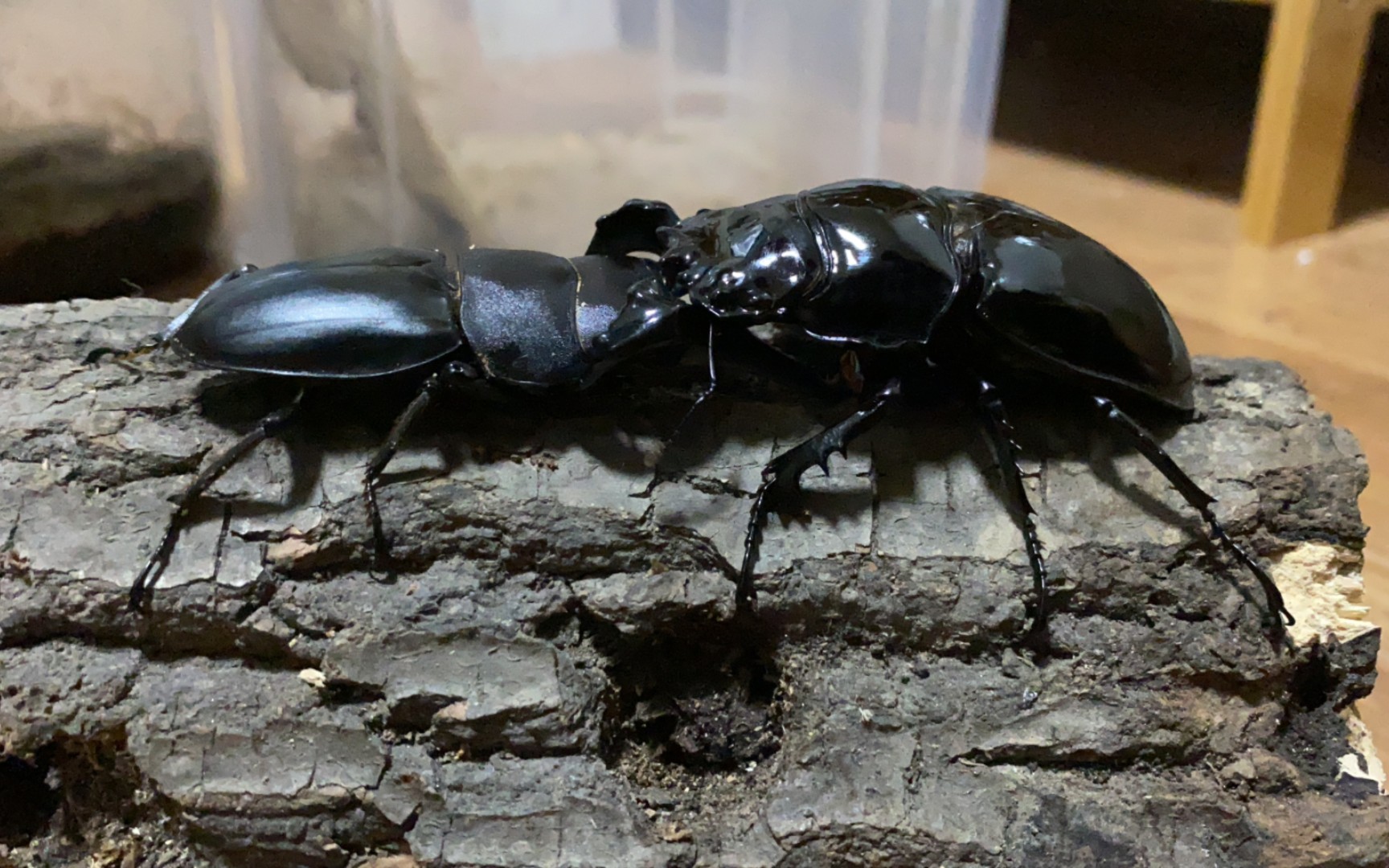 【版纳扁锹甲】70状态一般版纳硬抗78巅峰大黑平推四分钟