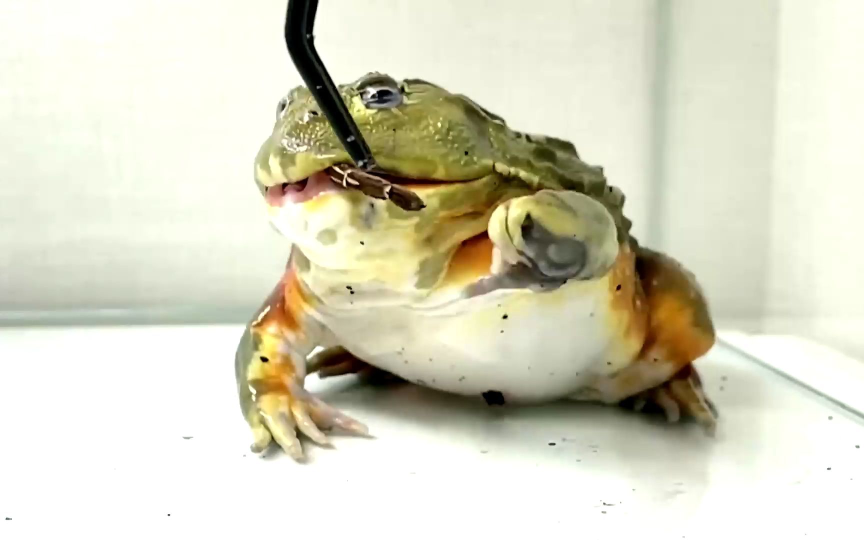 这大嘴,就问你怕不怕吧 #牛蛙 #非洲牛蛙 #捕鸟蛛 #萌宠 #搞笑 #逗比