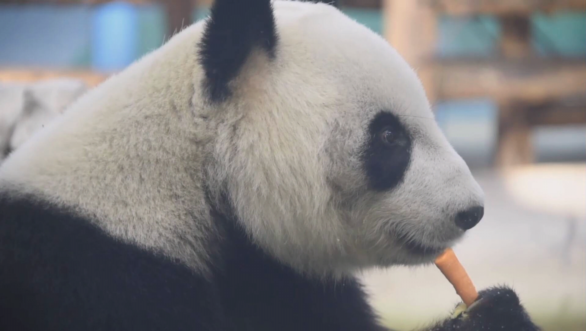 【大熊猫格格】格格吃卜卜很秀气啊(20191105天津动物园)