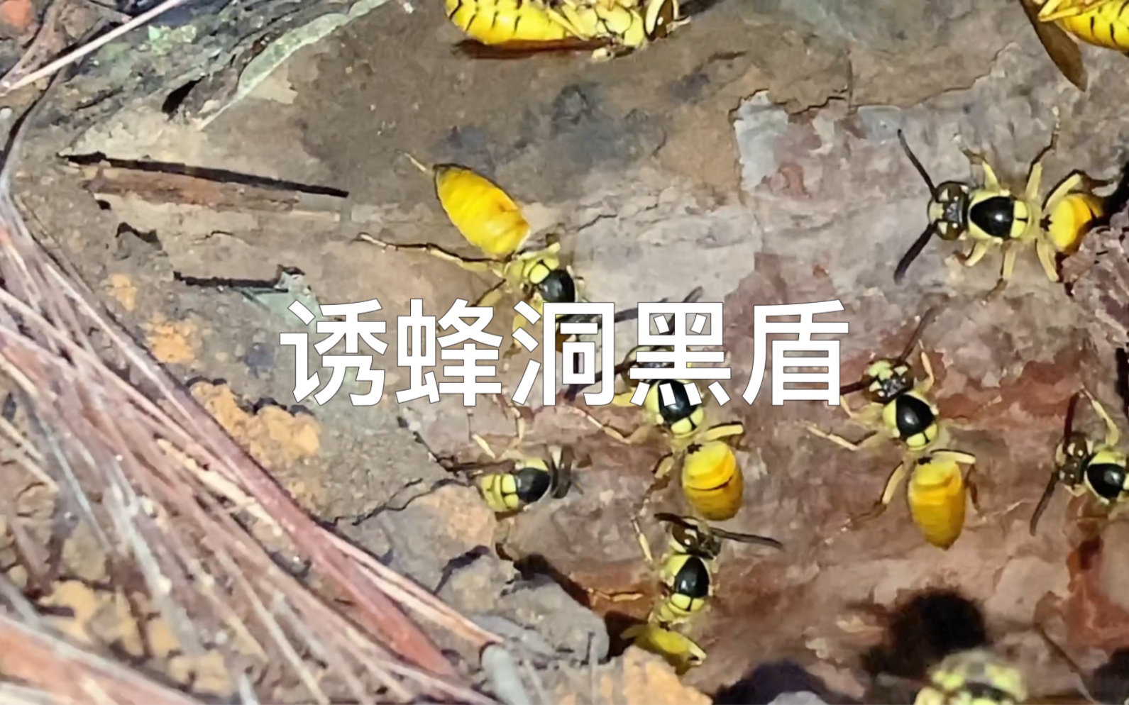 两个月前发现的“树蜂”,群势变弱了,不过诱蜂洞黑盾发展还行哔哩哔哩bilibili