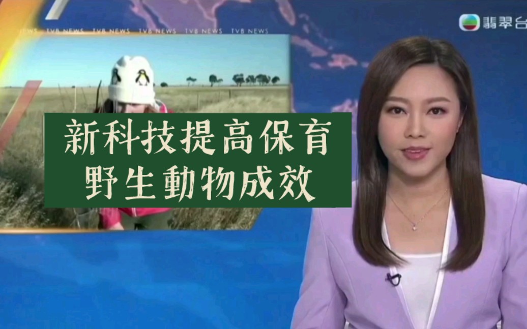 tvb翡翠臺六點半新聞:澳洲新科技提高保育野生動物成效2023-12-27