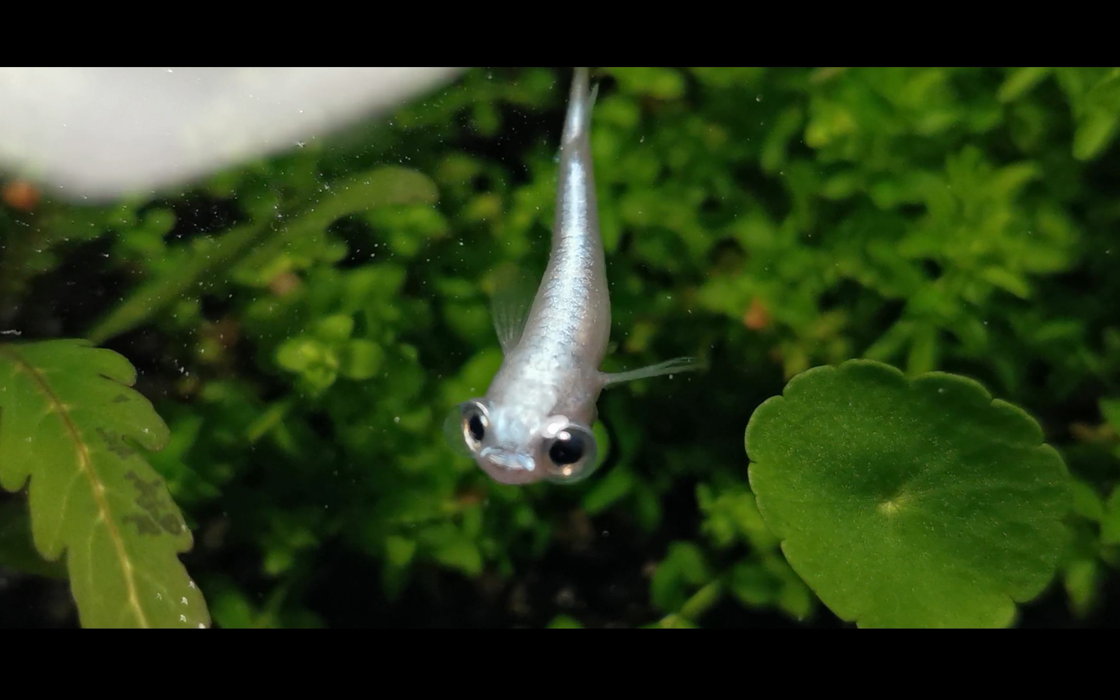 观背青鳉#变异水泡眼干支-"大眼萌"日常喂食vlog