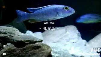 三湖慈鲷柠檬白子孔雀少见品种 哔哩哔哩 Bilibili