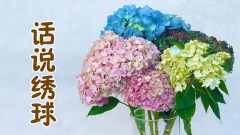 大叔说花 鲜切花选购及保养6 绣球花 八仙花 紫阳花鲜切花 哔哩哔哩 Bilibili