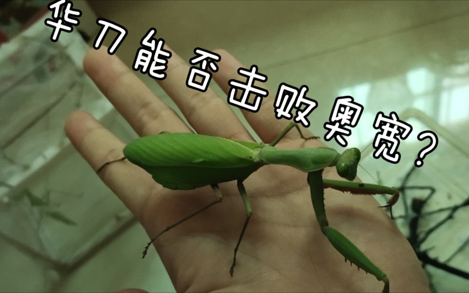 螳螂的天敌杀伤力图片