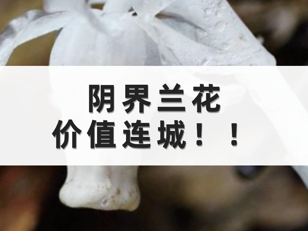 你认识水晶兰吗?号称阴界兰花 价值连城