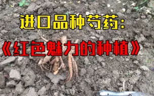 Download Video: 《进口品种芍药：红色魅力的种植》